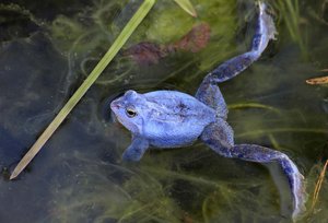 Der geschützte Balkan-Moorfrosch ist im Europaschutzgebiet Lendspitz-Maiernigg zuhause. In der Paarungszeit färbt sich das Männchen blau. Foto: E.C.O. Institut für Ökologie