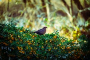 Tierliebe und elegante Gartengestaltung