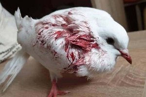 Hochzeitstauben: Meist ein Flug in den Tod. Foto: Tierschutz
