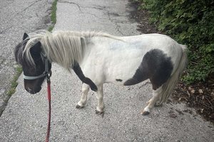 Das ausgebüxte Pony. Foto: Landespolizeidirektion Kärnten