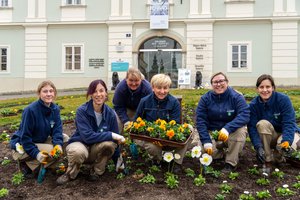 Das 6-köpfige Team der Abteilung Stadtgarten startet mit der Bepflanzung der Frühlingsblüher. Foto: SK