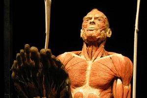 Ausstellung „Körperwelten“ kommt nach Klagenfurt. Foto: Gunther von Hagens/Körperwelten