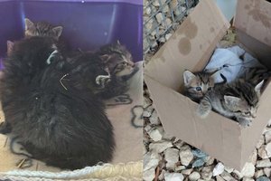 Vier ausgesetzte Kätzchen: TiKo bittet um Hinweise. Foto: Tiko