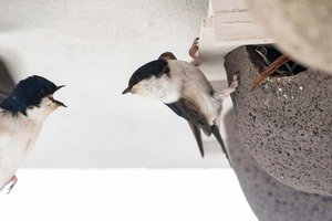 UnterMehlschwalben am Nest. Foto: Johannes Hohenegger