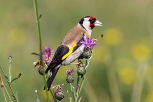 Stieglitz auf einer Flockenblume. Foto: Otto Samwald