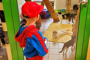 Teuerungswelle: Land hilft Kärntner Tierheimen mit Sonderförderung. Foto: Mein Klagenfurt