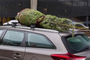 Wie man den Weihnachtsbaum mit dem Auto sicher nach Hause bringt. Foto: ÖAMTC/Wilhelm Bauer 