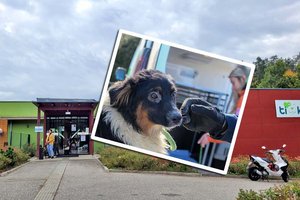 TiKo muss Aufnahmestopp für Hunde und Katzen verhängen. Foto: Tiko/Mein Klagenfurt