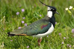 Kiebitz im Frühling. Foto: Michael Dvorak