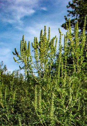 Ragweed: Massive Belastungen zu erwarten. Foto: Österreichischer Polleninformationsdienst
