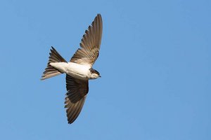 Mehlschwalbe Vogel des Jahres 2022. Foto: Otto Samwald