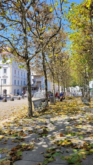 Stadtgarten sucht Ursache für Blattverlust der Platanen am Neuen Platz. Foto: Mein Klagenfurt