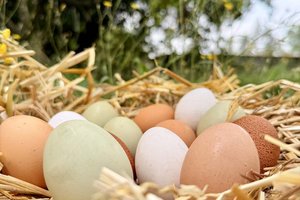 Die Nachfrage nach Eiern steigt konstant. Der Griff zu regionalen Produkten stärkt die Versorgungssicherheit. Foto: HBLA Pitzelstätten