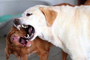 Eigener Hund biss Besitzerin ins Gesicht, nachdem sie raufende Hunde trennen wollte. Foto: Symbolbild