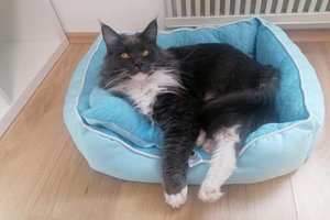 Happy End: Aus Freigehege gestohlener Kater nach 14 Tagen wieder gesund zurückgekehrt. Foto: KK