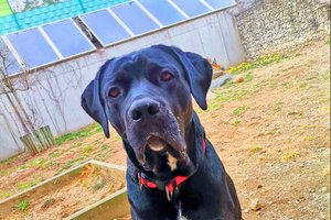 Hunter -  Cane Corso, Männlich. Foto: TIKO