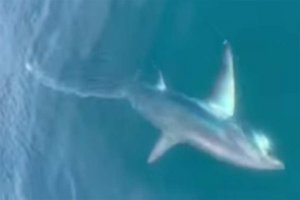 100 Kilo schwerer Hai vor Lignano gefangen. Foto: YouTube/Screenshot