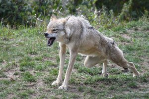 Landwirtschaftskammer-Vollversammlung fordert Gesetzesänderung zum Abschuss des Wolfes