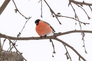 Die typischen Merkmale des Gimpels sind seine tiefschwarze Kopfkappe, die bis über Augen und Schnabel reicht und mit der leuchtend roten (Männchen) bzw. graurosa (Weibchen) Unterseite kontrastiert, sowie der dicke, schwarze Kegelschnabel.