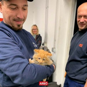 Von Wolfsberg nach Klagenfurt mitgefahren: ARBÖ rettet Katze aus Motorraum. Foto: ARBÖ