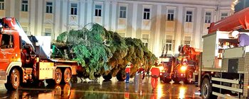 Heute, um 5.00 Uhr in der Früh, wurde der Klagenfurter Christbaum angeliefert