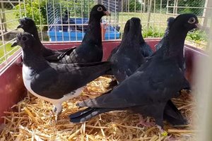 Tierquälerei in Annabichl: Vögel in praller Sonne ohne Wasser gehalten. Foto: Symbolbild/YouTube