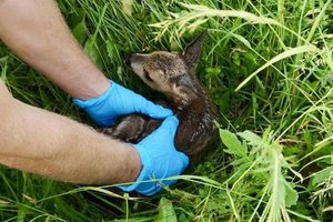 Kitzrettung Klagenfurt rettete 41 Rehkitze vor dem Mähtod. Foto: Kitzrettung Klagenfurt
