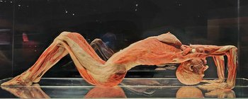 Eröffnung der Ausstellung „KÖRPERWELTEN & Der Zyklus des Lebens“