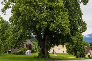 Sternwanderung zur Pfarrhof-Linde in Timenitz. Foto:  KK