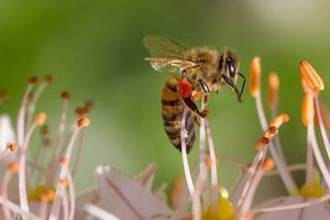 Hier fühlen sich Bienen wohl: So wird der Garten fit für den Sommer