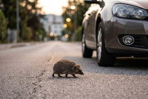 Autofahrer aufgepasst: Igelschutz auf Straßen. Foto: Symbolbild