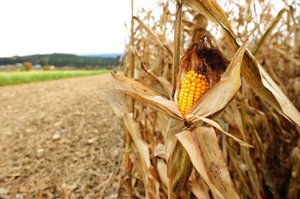 Glyphosat: Was auf unseren Feldern landet, landet auch auf unseren Tellern