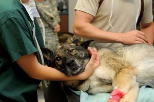 TiKo startet Unterschriftenaktion: Tierärzte-Notdienst sichern!