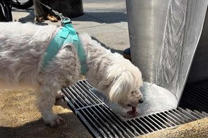 Hundetränke am Neuen Platz. Foto: KK