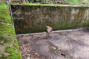 Die FF Reifnitz musste ein Mufflon aus einem Wasserbecken retten. Foto: FF Reifnitz