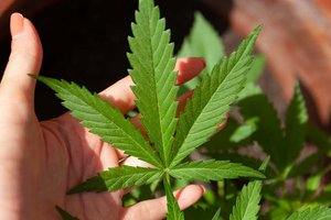 Indoor-Plantage mit Cannabispflanzen in Klagenfurter Wohnung vorgefunden