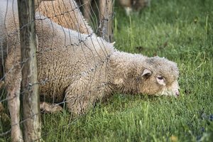 Tierrettung in Pörtschach: Schaf verfing sich in Weidezaun. Foto: Symbolbild