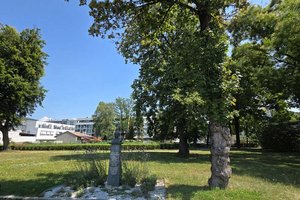 Auch im Hülgerthpark müssen zwei Bäume gefällt werden. Foto: Mein Klagenfurt