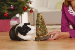 Tiere sind kein Weihnachtsgeschenk und brauchen zu Silvester Ruhe. Foto: Fressnapf