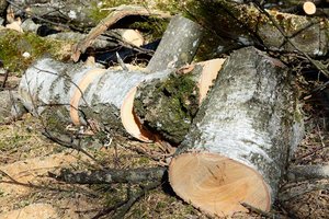 Köttmannsdorf: 8 Bäume im Wald durch An- und Umsägen beschädigt