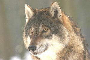 Kam Menschen zu Nahe: Weiterer Risikowolf in Hermagor erlegt