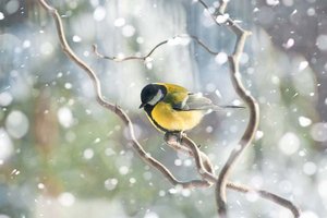 Eine Blaumeise. Foto: KK