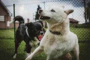 Bissverletzung: Klagenfurter wollte kämpfende Hunde trennen. Foto: Symbolbild