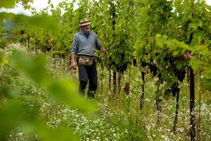 Klagenfurter Biowinzer Christian Waltl erneut beim PIWI Österreich Weinpreis ausgezeichnet. Foto: zVg
