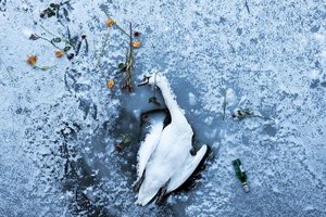 Fotoausstellung „Wort Im Bild“ in der Hafenstadt. Foto: Fabian Tegeler - Dead Swan