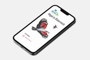 BirdLife Österreich veröffentlicht Vogel-App für Österreich. Foto: Birdlife