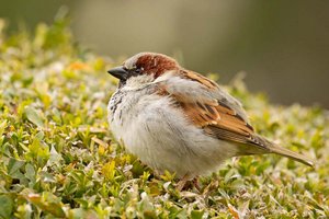 Haussperling ist Österreichs häufigster Wintervogel. Foto: Michael Dvorak