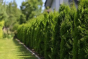 Kurios: Unbekannte stehlen mehrere Thujen aus Klagenfurter Wohnanlage. Foto: Symbolbild
