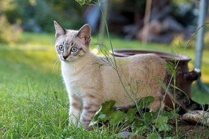 Vorsicht Giftköder in Reifnitz: Katze kämpft ums Überleben