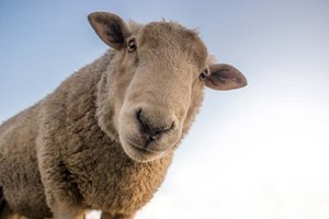 Maria Saal: Zwei Schafe von Weide gestohlen und geschlachtet